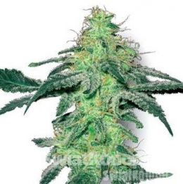 whiteskunk_large[1].jpg